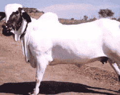 देवणी गाय